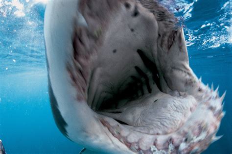 quantos dentes tem um tubarão branco